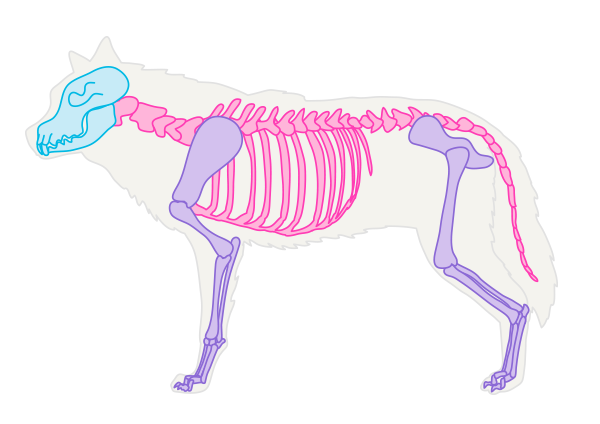 drawingdogs_1-1_skeleton