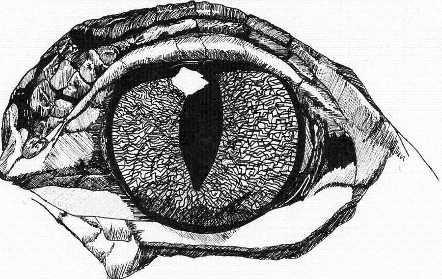 1732.Eye_of_an_Aligator