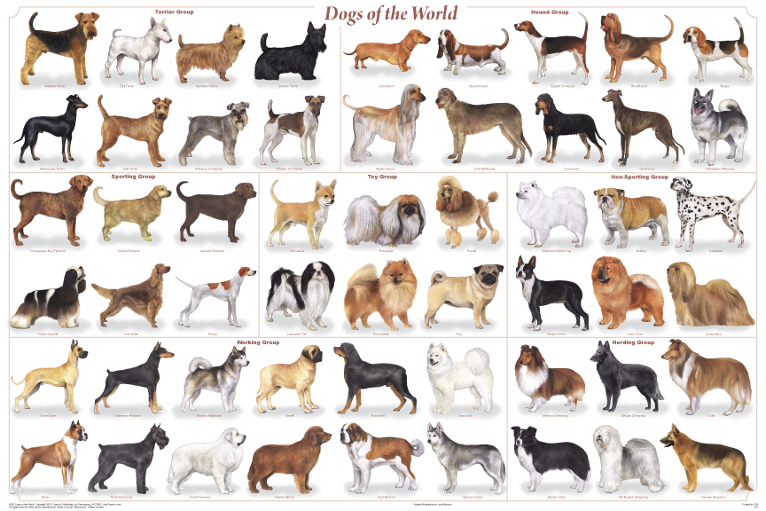 dogs_of_the_world_poster