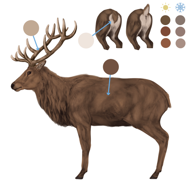 drawingdeer-6-1-red-deer-colors
