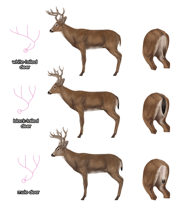 drawingdeer-6-7-black-tailed-white-tailed-mule-deer-difference