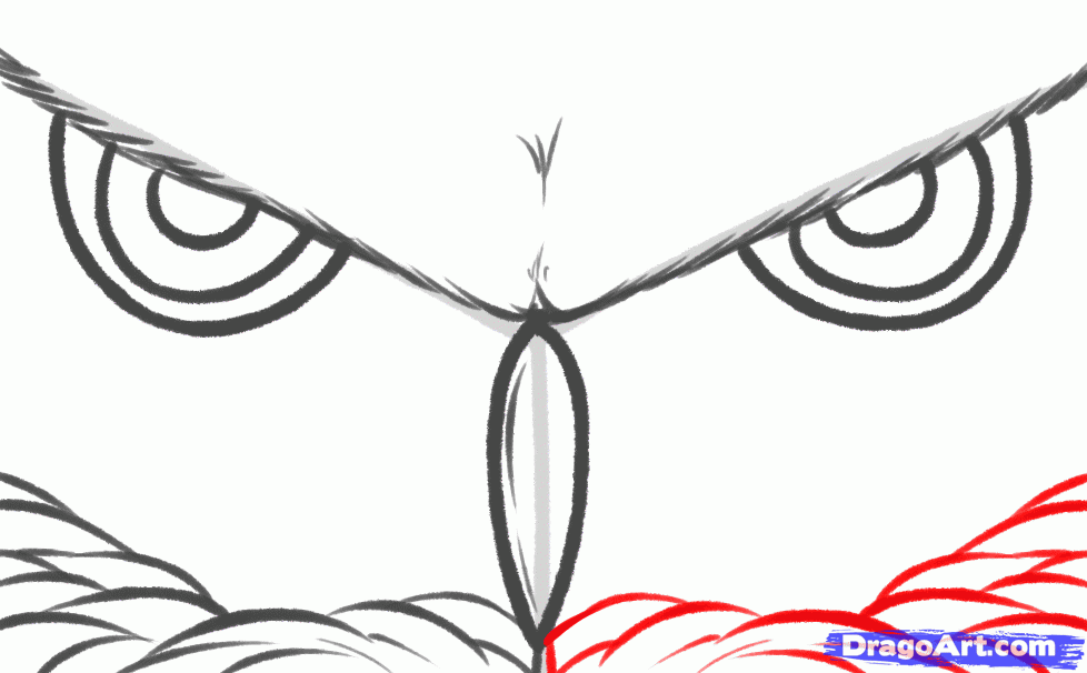 how-to-draw-owl-eyes-draw-an-owl-face-step-6_1_000000130765_5