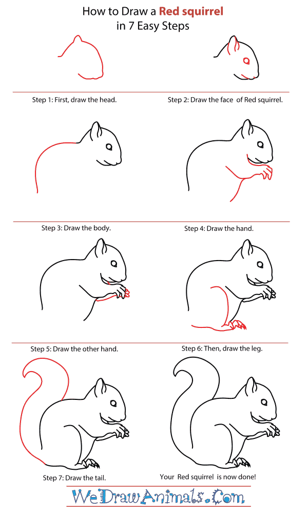 ako kreslit vevericku