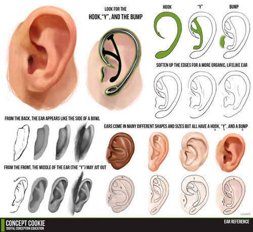 ako kreslit ucho