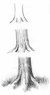 ako kreslit kmen stromu