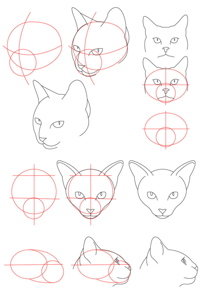 domestic_cat_tutorial___head_by_perianardocyl-d330cow