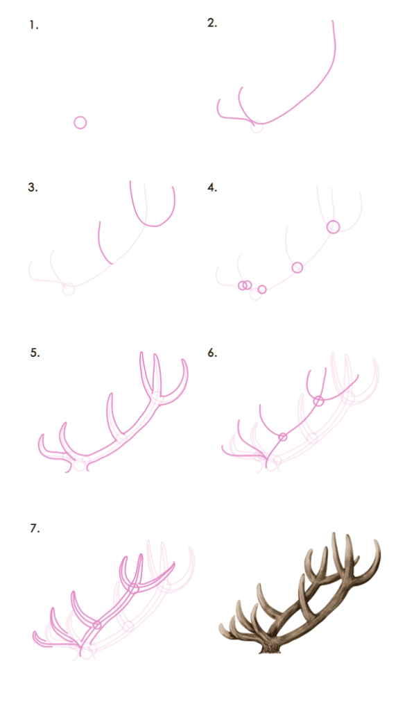 drawingdeer-7-1-red-deer-antlers