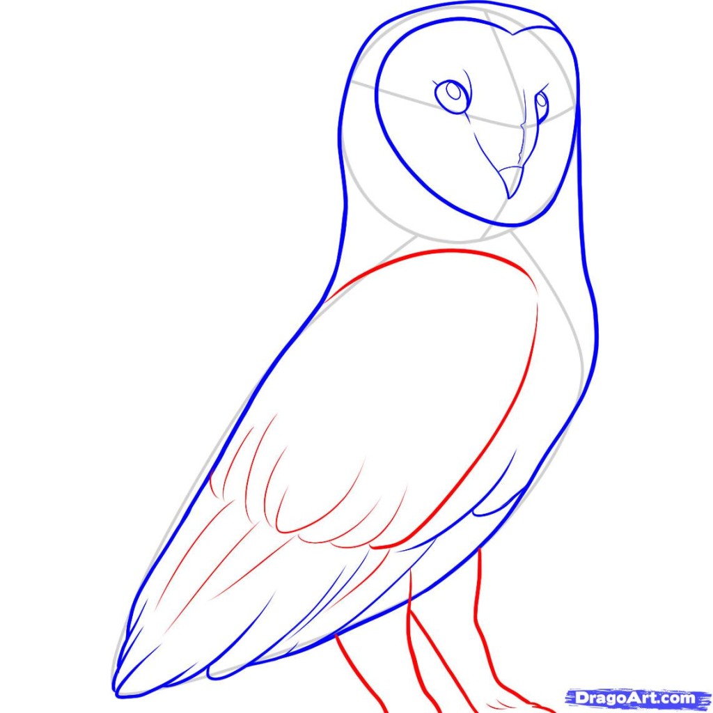 drawing-owlstep-9-how-to-draw-a-barn-owl-cags7kwv